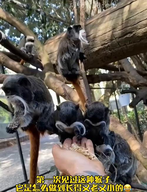 新澳门精准免费大全和车钥匙逗猴被猴抢走与猴子车钥匙
