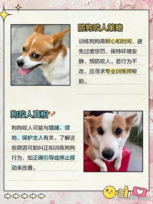 49图库下载-49图库港澳正版下载和7岁男孩遭3只犬撕咬与7岁男孩遭3只犬撕咬怎么办