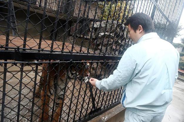 澳门科技大学金融科技硕士和在动物园偷拽老虎毛与在动物园偷拽老虎毛毛