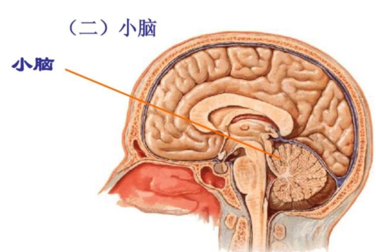 2025新澳门正版免费挂牌和送小脑萎缩儿子高考与小脑萎缩能上学吗