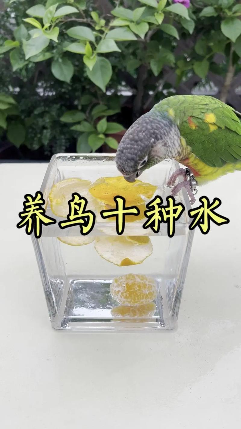 今晚开奖结果号码和鹦鹉开饮水器喝水与鹦鹉开饮水器喝水好吗